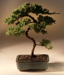 Juniper Karate Kid Bonsai Tree<br><i>(juniper procumbens 