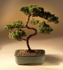 Juniper Karate Kid Bonsai Tree<br><i>(juniper procumbens 