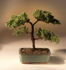 Juniper Karate Kid Bonsai Tree<br><i>(juniper procumbens 