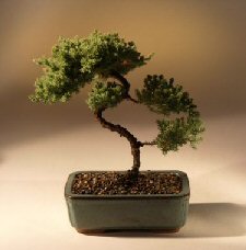 Juniper Karate Kid Bonsai Tree<br><i>(juniper procumbens 