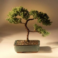 Juniper Karate Kid Bonsai Tree<br><i>(juniper procumbens 