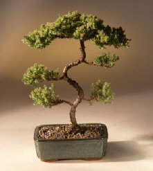 Juniper Karate Kid Bonsai Tree<br><i>(juniper procumbens 