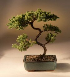 Juniper Karate Kid Bonsai Tree<br><i>(juniper procumbens 