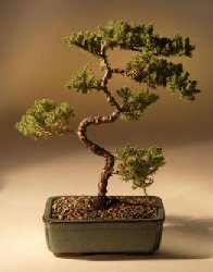 Juniper Karate Kid Bonsai Tree<br><i>(juniper procumbens 