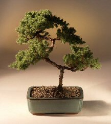 Juniper Karate Kid Bonsai Tree<br><i>(juniper procumbens 