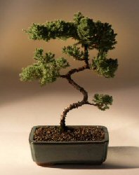 Juniper Karate Kid Bonsai Tree<br><i>(juniper procumbens 