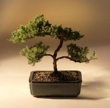 Juniper Karate Kid Bonsai Tree<br><i>(juniper procumbens 