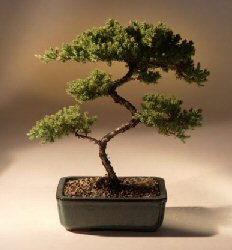 Juniper Karate Kid Bonsai Tree<br><i>(juniper procumbens 