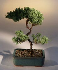 Juniper Karate Kid Bonsai Tree<br><i>(juniper procumbens 