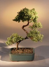 Juniper Karate Kid Bonsai Tree<br><i>(juniper procumbens 