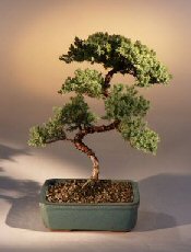 Juniper Karate Kid Bonsai Tree<br><i>(juniper procumbens 