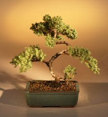 Juniper Karate Kid Bonsai Tree<br><i>(juniper procumbens 