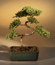 Juniper Karate Kid Bonsai Tree<br><i>(juniper procumbens 