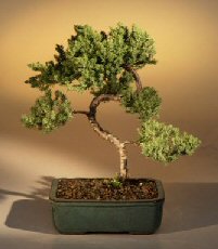 Juniper Karate Kid Bonsai Tree<br><i>(juniper procumbens 