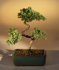 Juniper Karate Kid Bonsai Tree<br><i>(juniper procumbens 