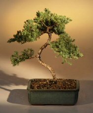 Juniper Karate Kid Bonsai Tree<br><i>(juniper procumbens 
