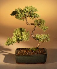 Juniper Karate Kid Bonsai Tree<br><i>(juniper procumbens 