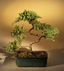 Juniper Karate Kid Bonsai Tree<br><i>(juniper procumbens 