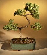 Juniper Karate Kid Bonsai Tree<br><i>(juniper procumbens 