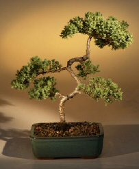 Juniper Karate Kid Bonsai Tree<br><i>(juniper procumbens 