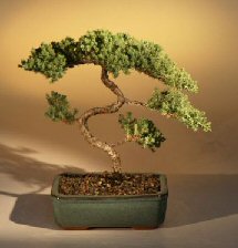 Juniper Karate Kid Bonsai Tree<br><i>(juniper procumbens 