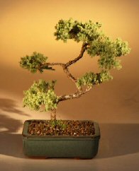 Juniper Karate Kid Bonsai Tree<br><i>(juniper procumbens 