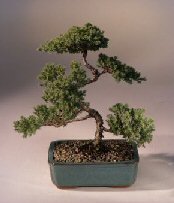 Juniper Karate Kid Bonsai Tree<br><i>(juniper procumbens 