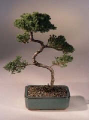 Juniper Karate Kid Bonsai Tree<br><i>(juniper procumbens 