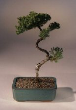 Juniper Karate Kid Bonsai Tree<br><i>(juniper procumbens 