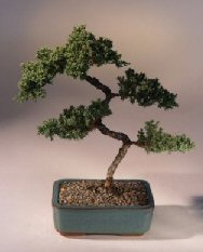 Juniper Karate Kid Bonsai Tree<br><i>(juniper procumbens 