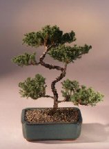 Juniper Karate Kid Bonsai Tree<br><i>(juniper procumbens 