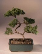 Juniper Karate Kid Bonsai Tree<br><i>(juniper procumbens 