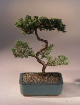 Juniper Karate Kid Bonsai Tree<br><i>(juniper procumbens 