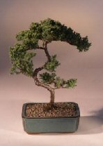 Juniper Karate Kid Bonsai Tree<br><i>(juniper procumbens 