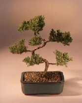 Juniper Karate Kid Bonsai Tree<br><i>(juniper procumbens 