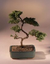 Juniper Karate Kid Bonsai Tree<br><i>(juniper procumbens 