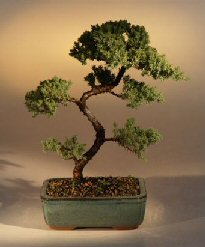 Juniper Karate Kid Bonsai Tree<br><i>(juniper procumbens 