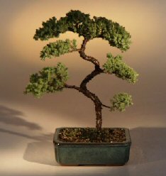 Juniper Karate Kid Bonsai Tree<br><i>(juniper procumbens 