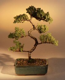 Juniper Karate Kid Bonsai Tree<br><i>(juniper procumbens 