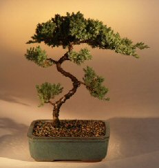 Juniper Karate Kid Bonsai Tree<br><i>(juniper procumbens 