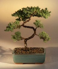 Juniper Karate Kid Bonsai Tree<br><i>(juniper procumbens 