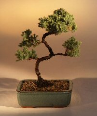 Juniper Karate Kid Bonsai Tree<br><i>(juniper procumbens 