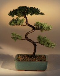 Juniper Karate Kid Bonsai Tree<br><i>(juniper procumbens 