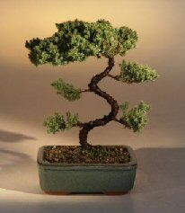 Juniper Karate Kid Bonsai Tree<br><i>(juniper procumbens 