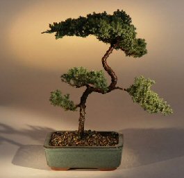 Juniper Karate Kid Bonsai Tree<br><i>(juniper procumbens 