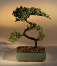 Juniper Karate Kid Bonsai Tree<br><i>(juniper procumbens 