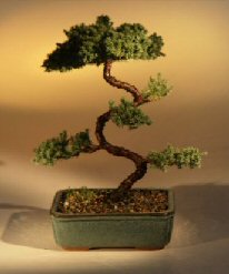 Juniper Karate Kid Bonsai Tree<br><i>(juniper procumbens 