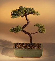 Juniper Karate Kid Bonsai Tree<br><i>(juniper procumbens 