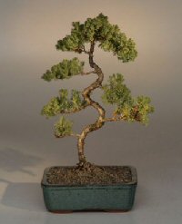 Juniper Karate Kid Bonsai Tree<br><i>(juniper procumbens 