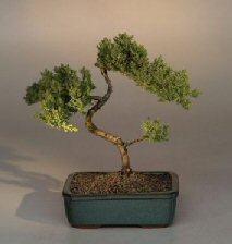 Juniper Karate Kid Bonsai Tree<br><i>(juniper procumbens 